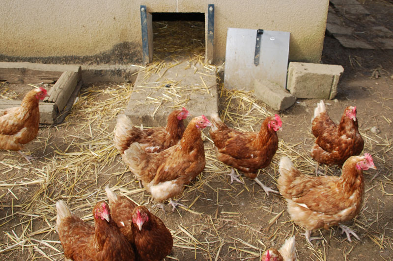 DEKUERBUTTEK-les-poules-01